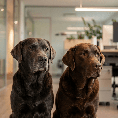 Cobie & Milo